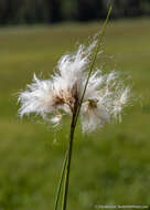 Eriophorum gracile W. D. J. Koch resmi