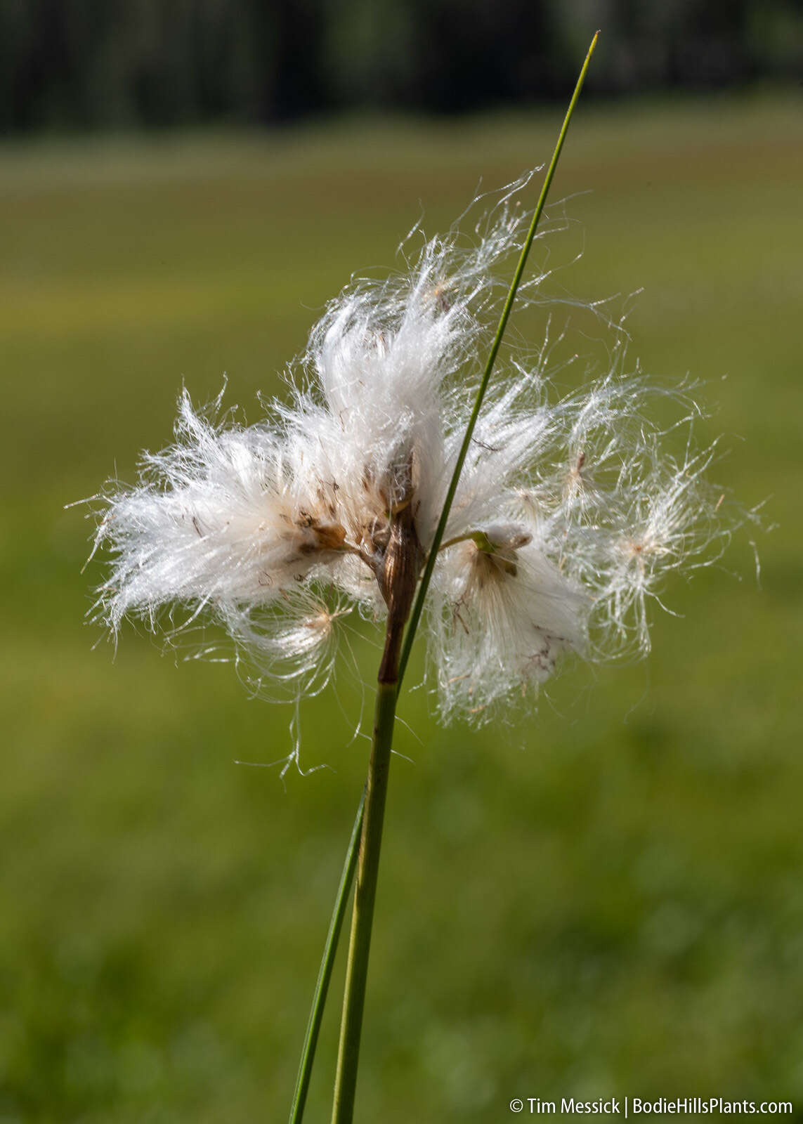 Eriophorum gracile W. D. J. Koch resmi