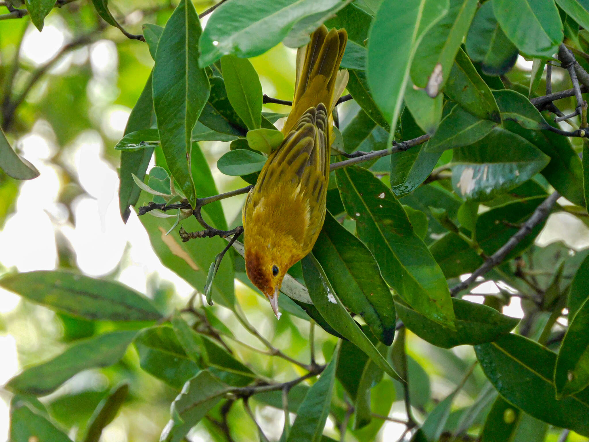 Imagem de Setophaga petechia xanthotera (Todd 1924)