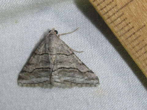 Image of <i>Digrammia pallorata</i> Ferguson (2008)