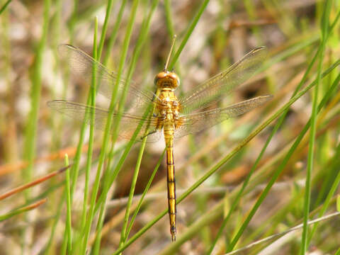 Image of Highland Skimmer