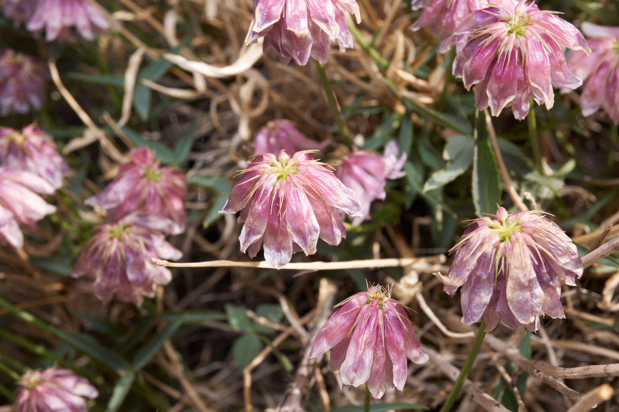 Trifolium kingii subsp. dedeckerae (J. M. Gillett) D. Heller的圖片