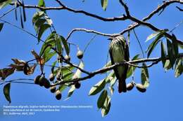 Image of Sulphur-bellied Flycatcher