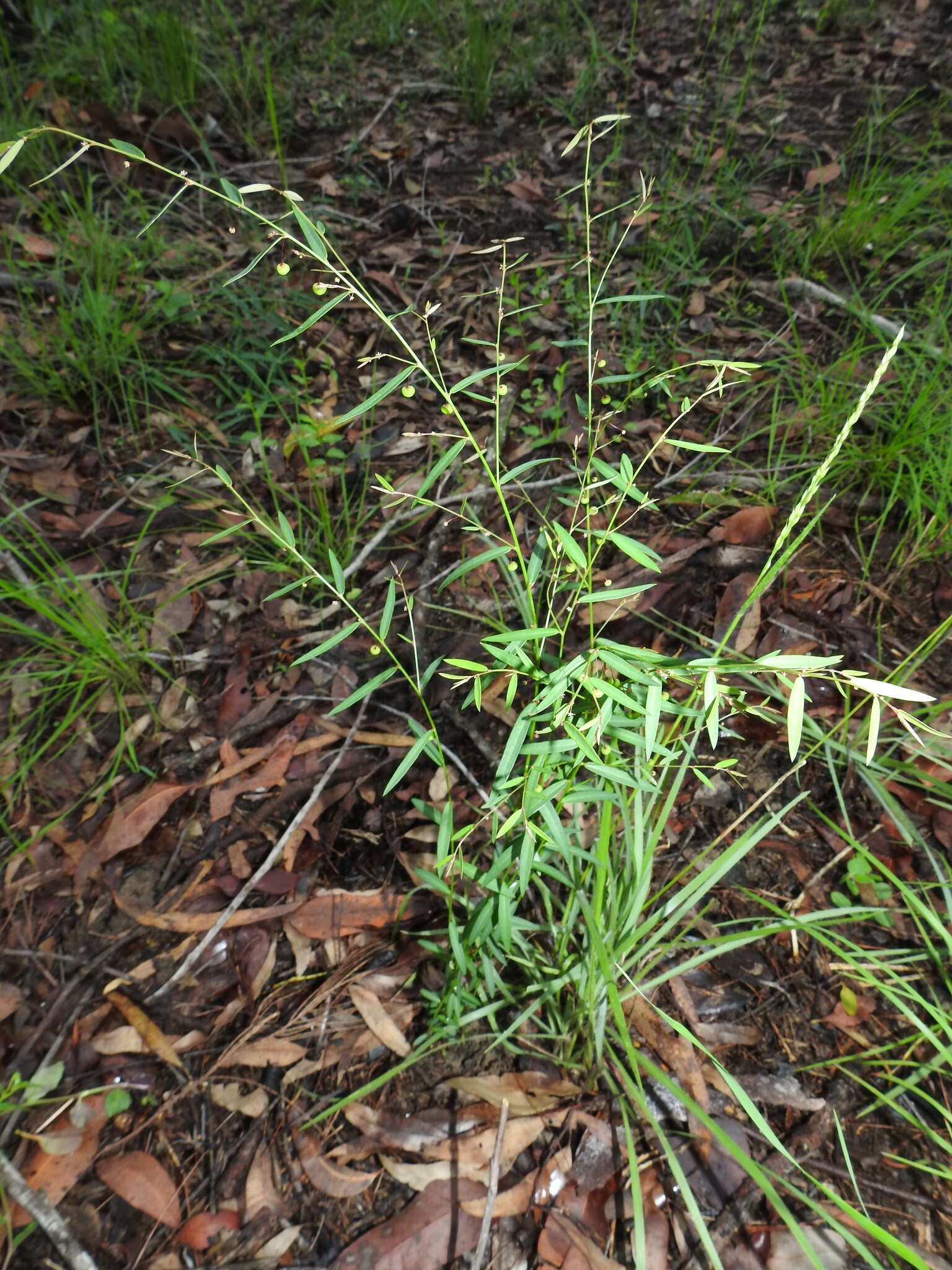 Image of Phyllanthus virgatus G. Forst.