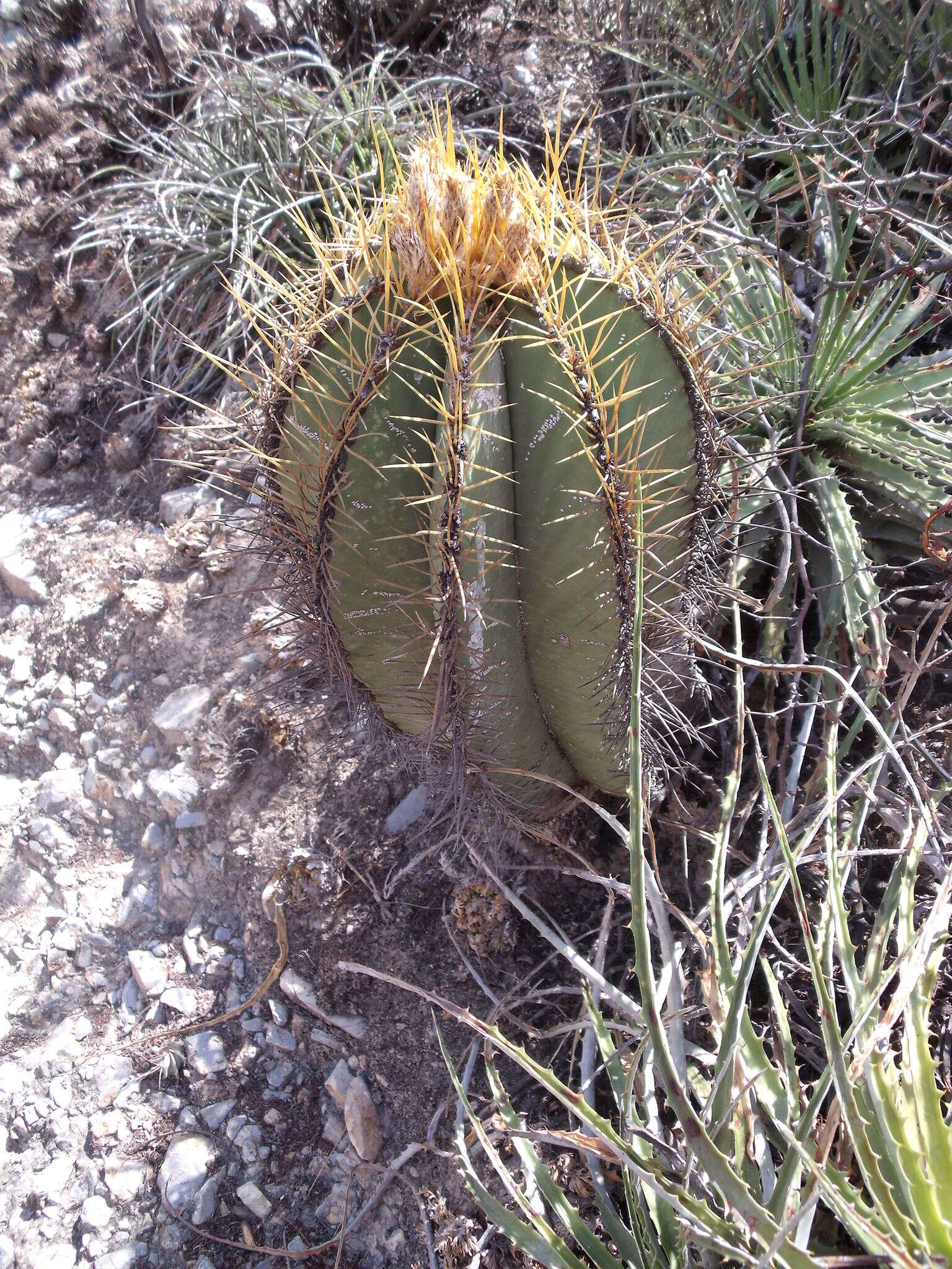 Imagem de Astrophytum ornatum (DC.) Britton & Rose