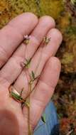 Image de Trifolium oliganthum Steud.