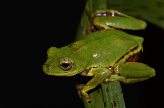 Image of Olive Reed Frog