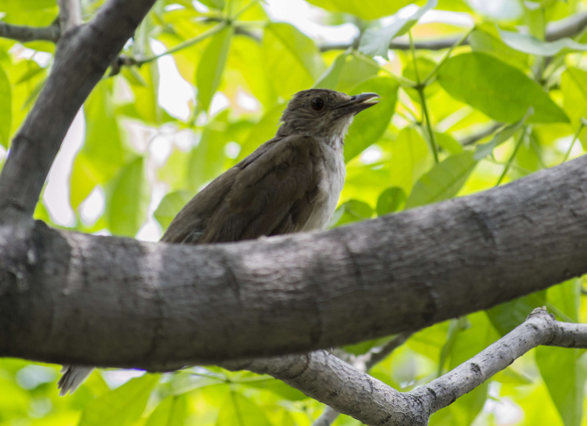 Image of Pale-breasted Thrush