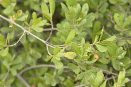 Sivun Diospyros lycioides subsp. lycioides kuva