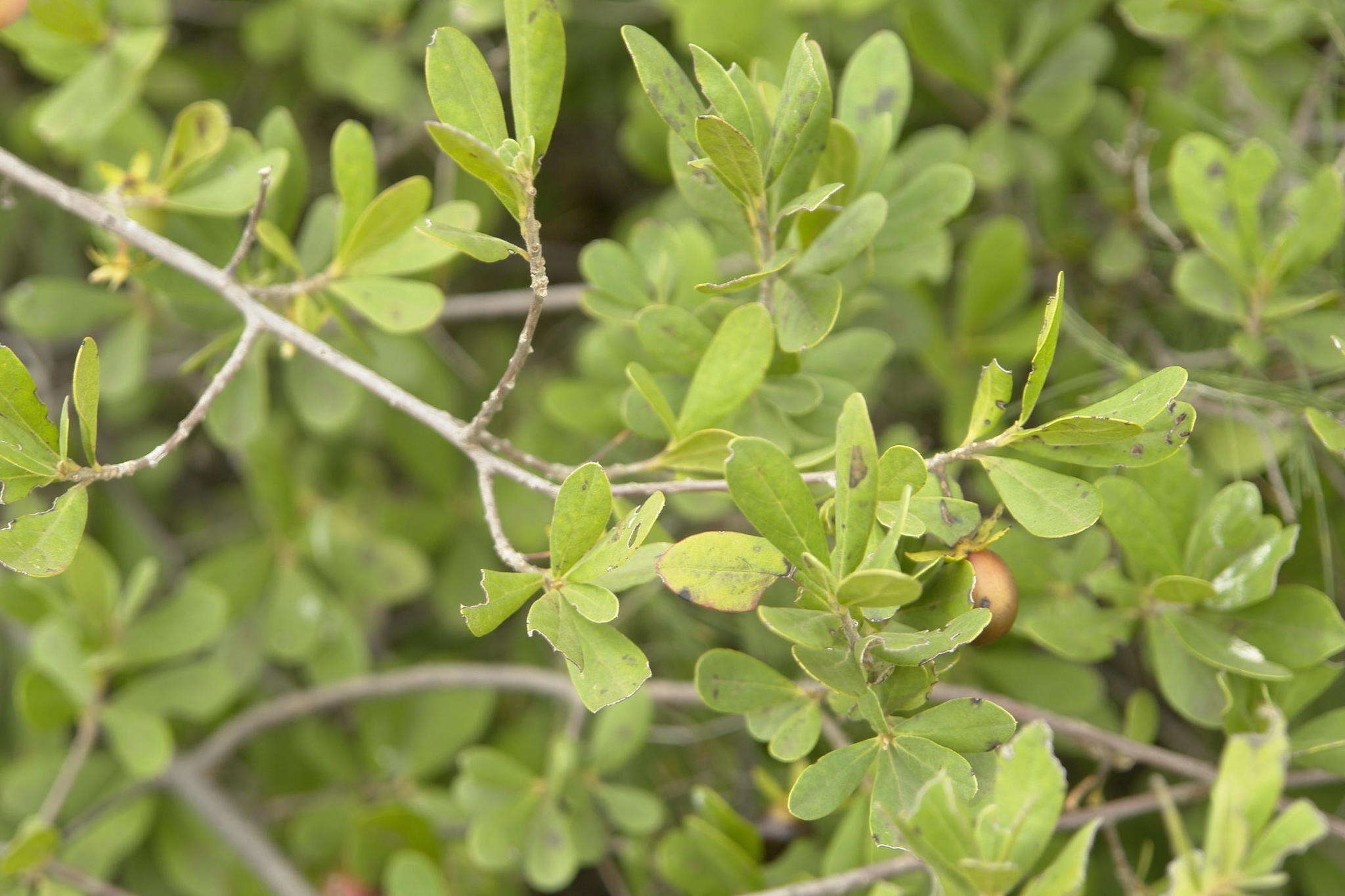 Sivun Diospyros lycioides subsp. lycioides kuva