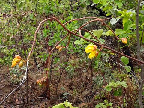 Imagem de Cochlospermum regium (Mart. & Schr.) Pilger