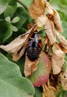 Image of Ellipsidion australe Saussure 1863