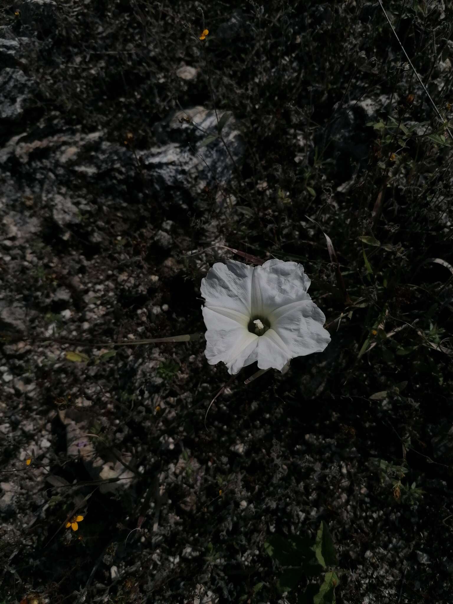 Слика од Ipomoea pruinosa G. D. Mc Pherson