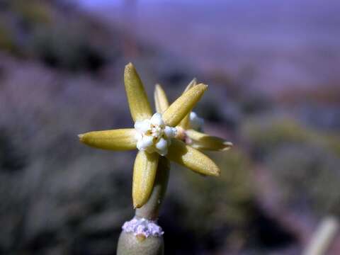 Image of Cynanchum viminale subsp. thunbergii (G. Don)