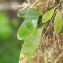 Image of birdwing fern