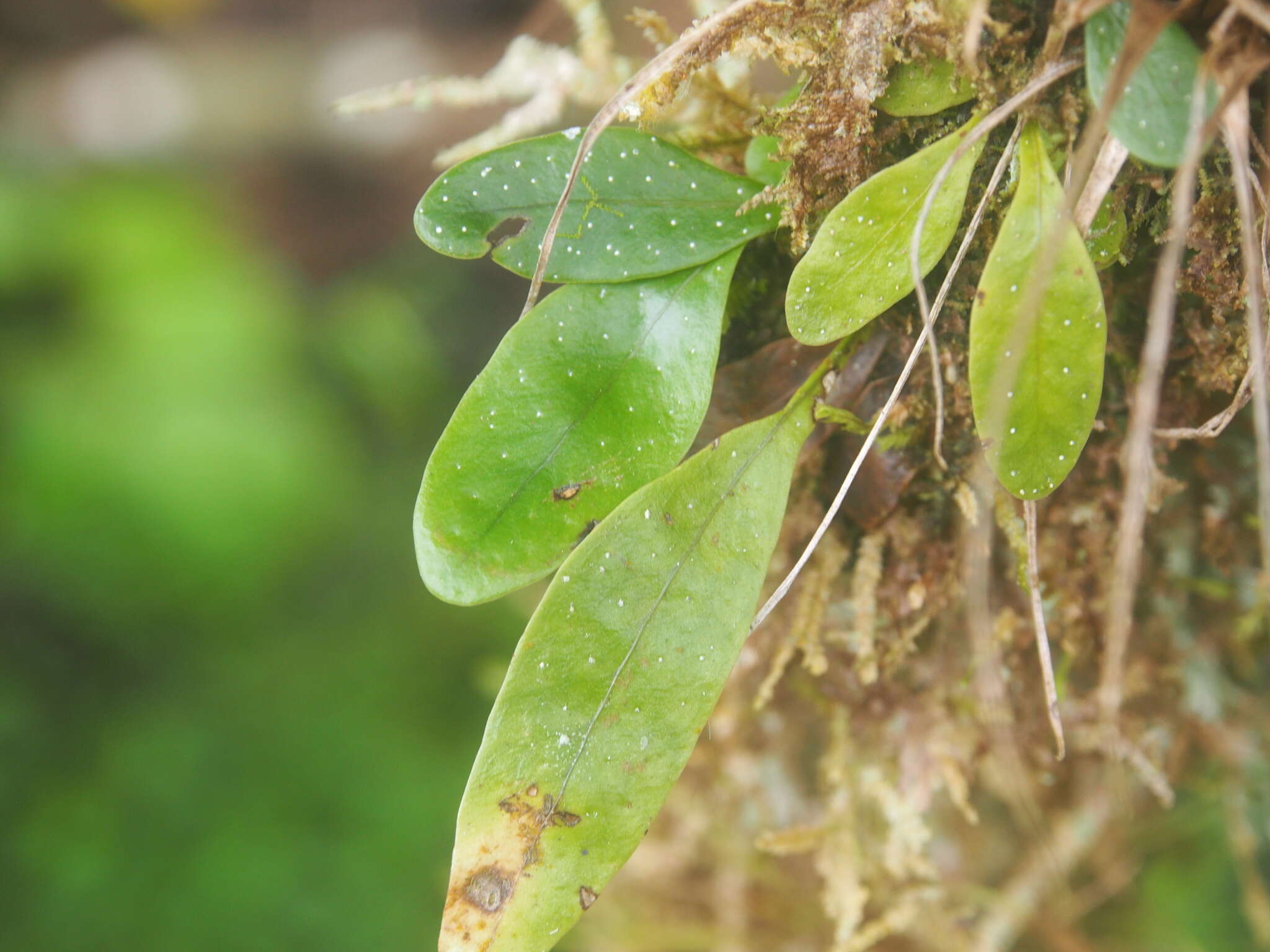 Image of birdwing fern