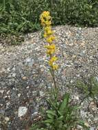 Image of Mt. Albert goldenrod