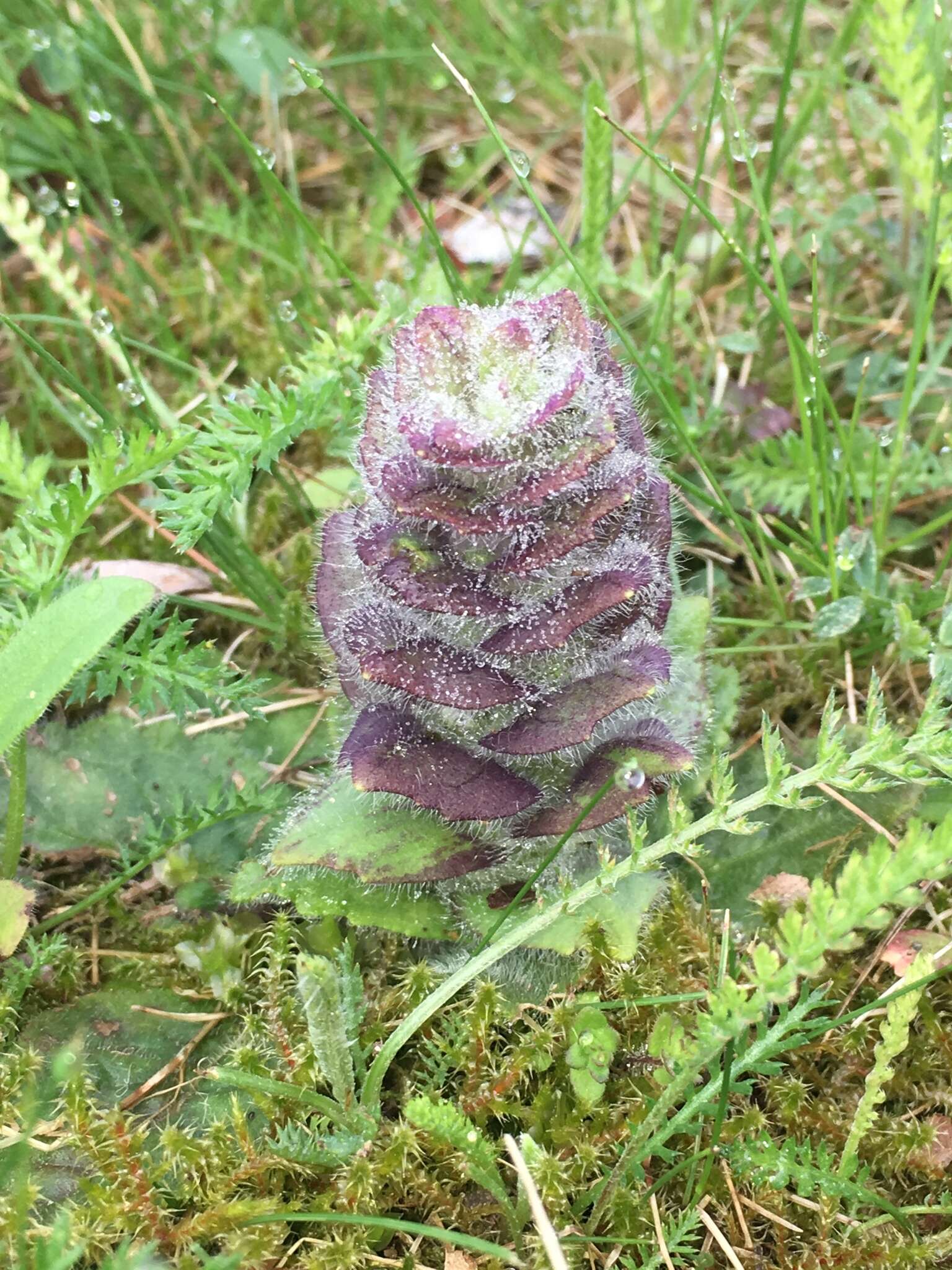 Image of Pyramidal Bugle