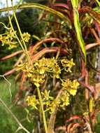 Image of Oncidium lineoligerum Rchb. fil. & Warsz.