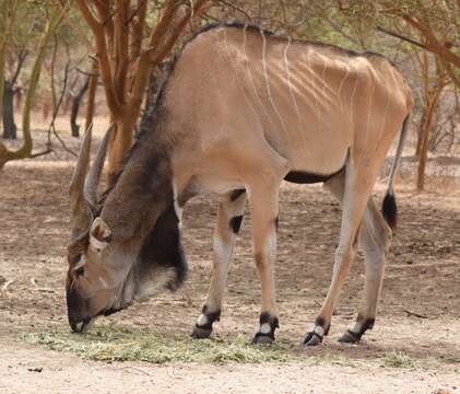 Image of giant eland