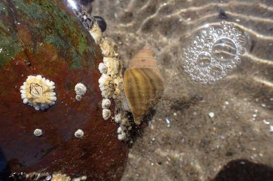 Image of Dog whelk