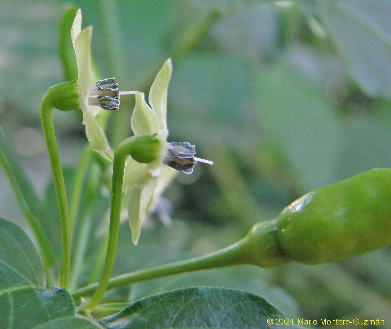 Image of Capsicum frutescens L.