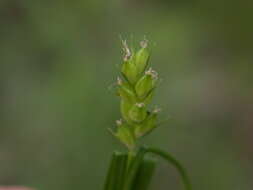 Image of eastern narrowleaf sedge