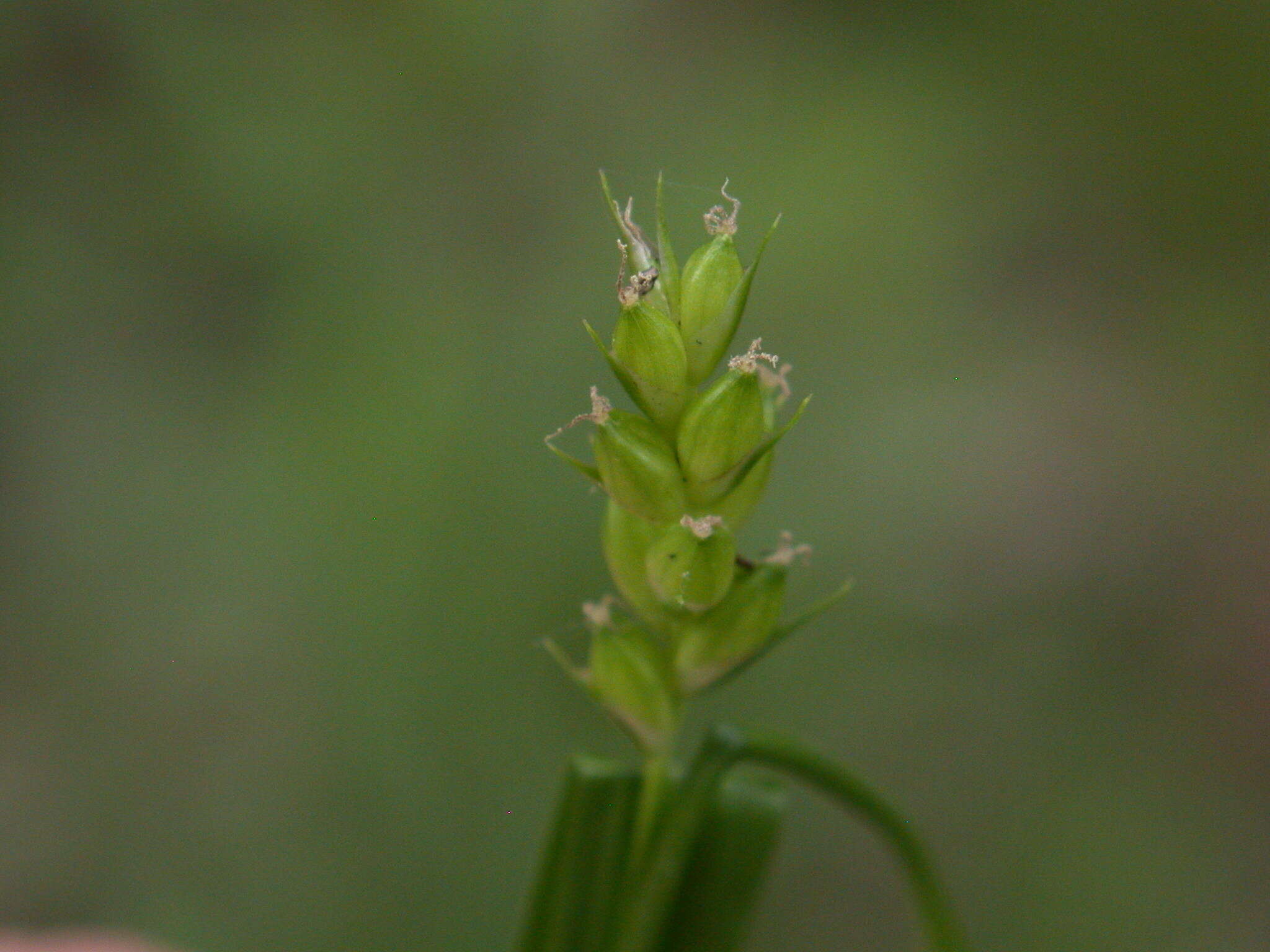 Imagem de Carex amphibola Steud.