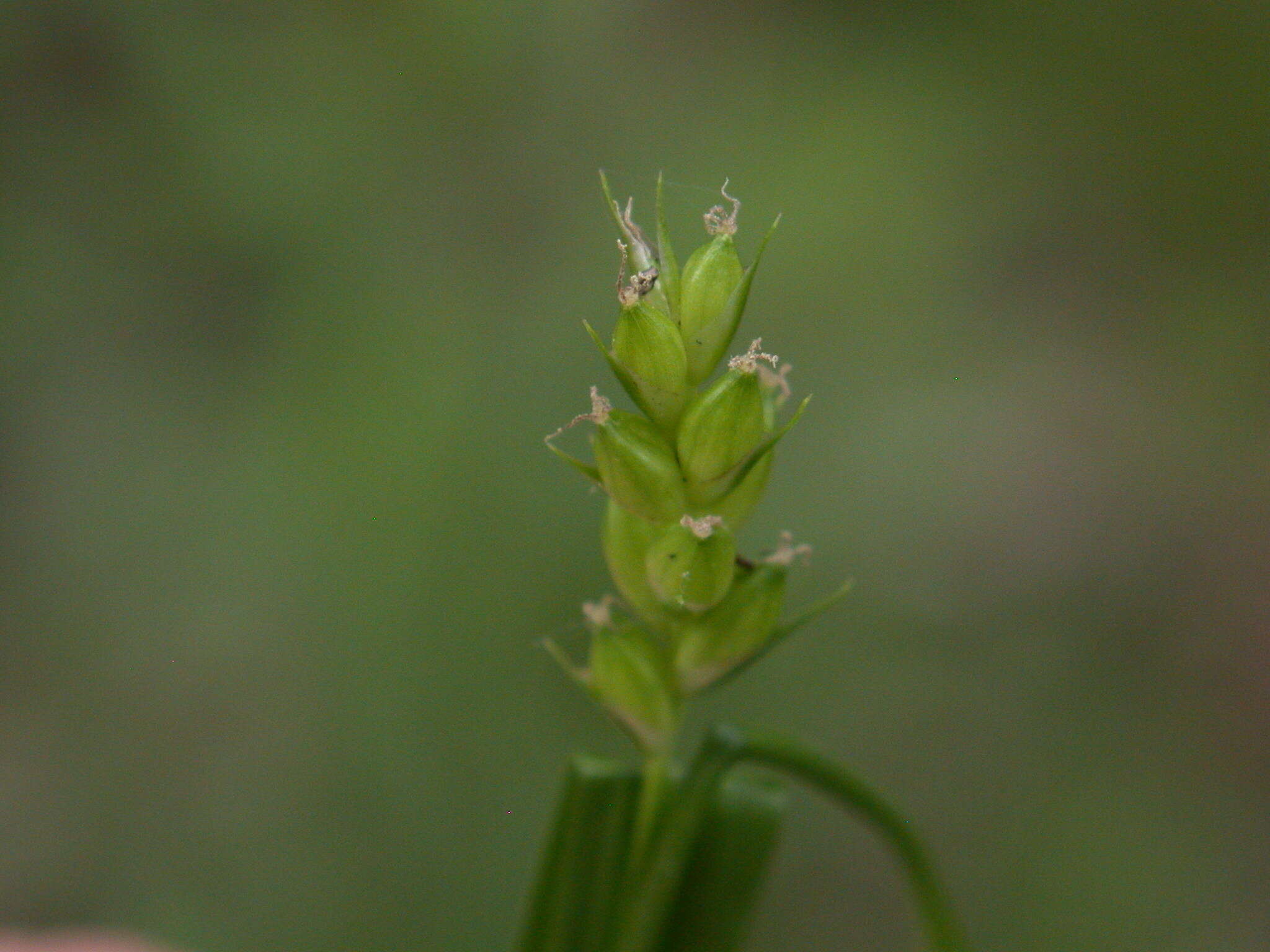 Image of eastern narrowleaf sedge