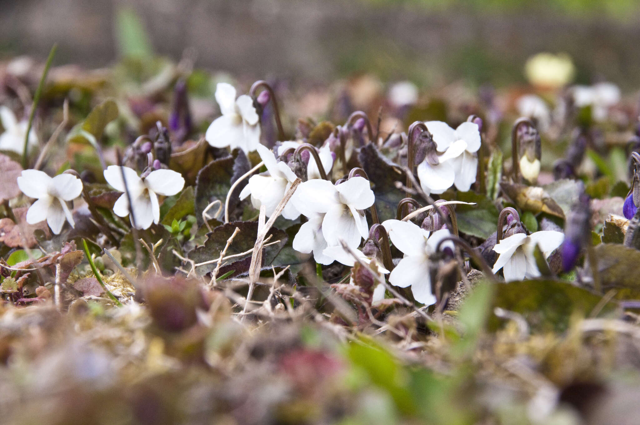 Image of Viola alba subsp. alba