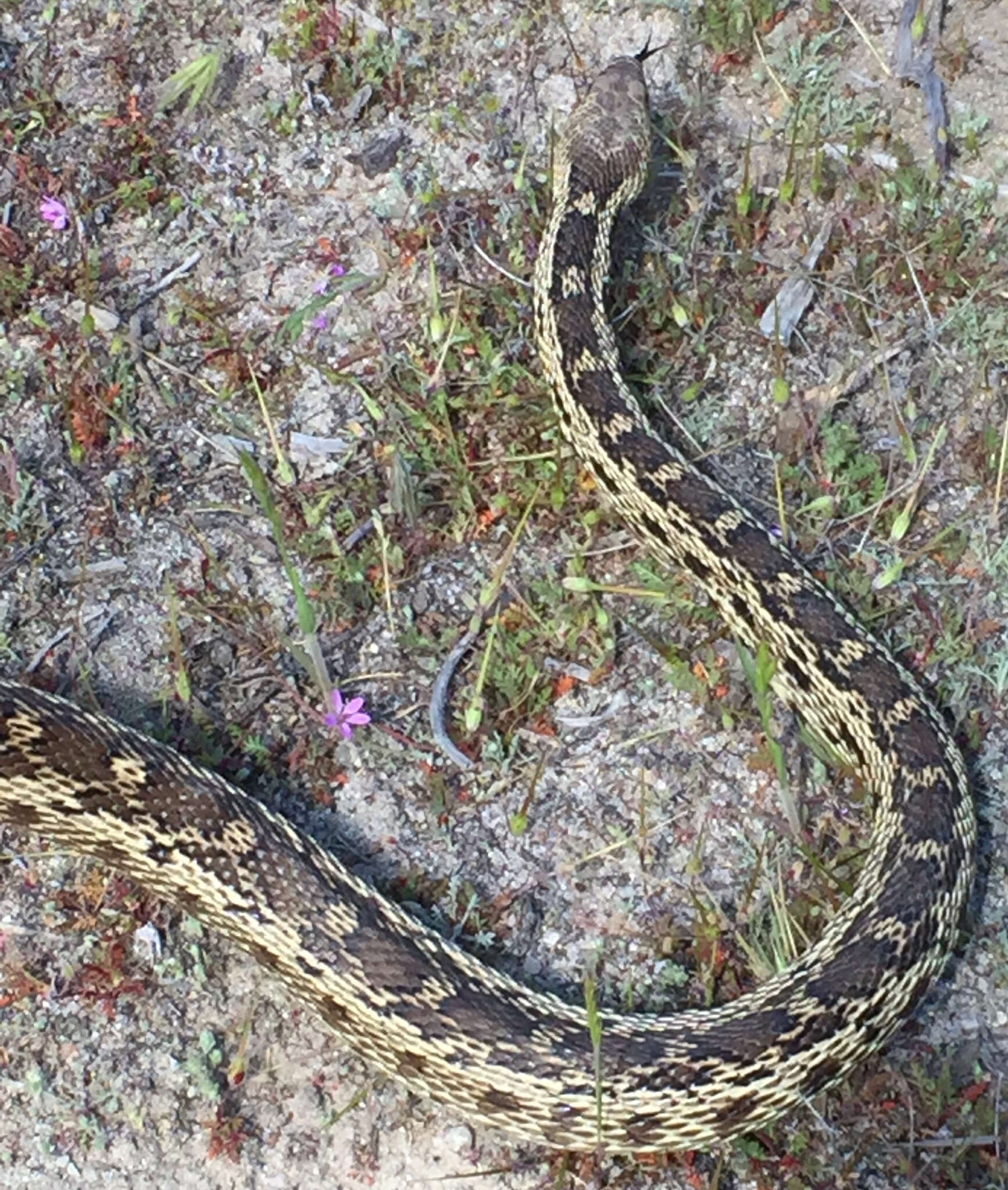 Pituophis catenifer catenifer (Blainville 1835)的圖片