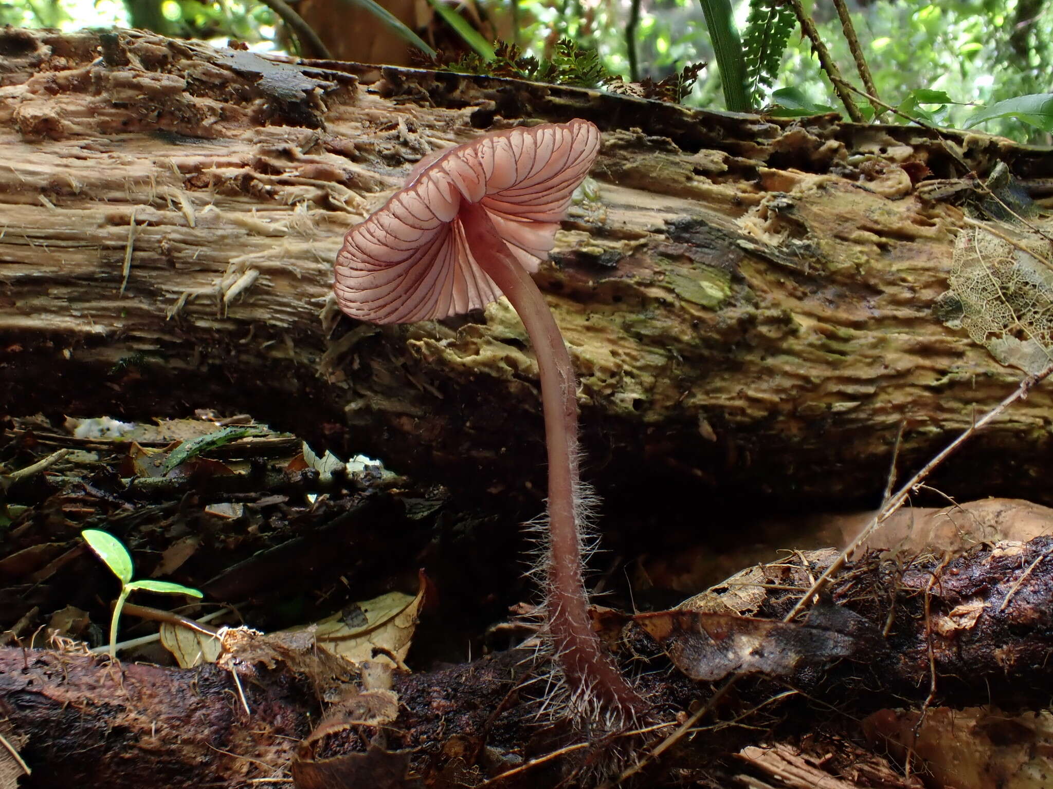 Plancia ëd Mycena mariae G. Stev. 1964