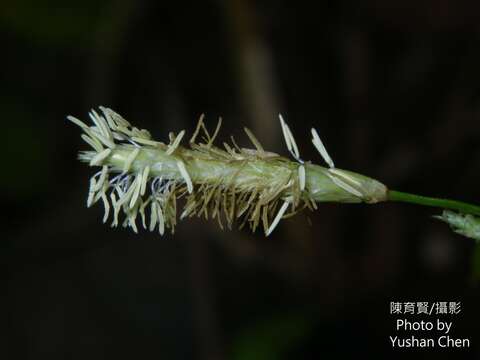 Image of Carex sociata Boott