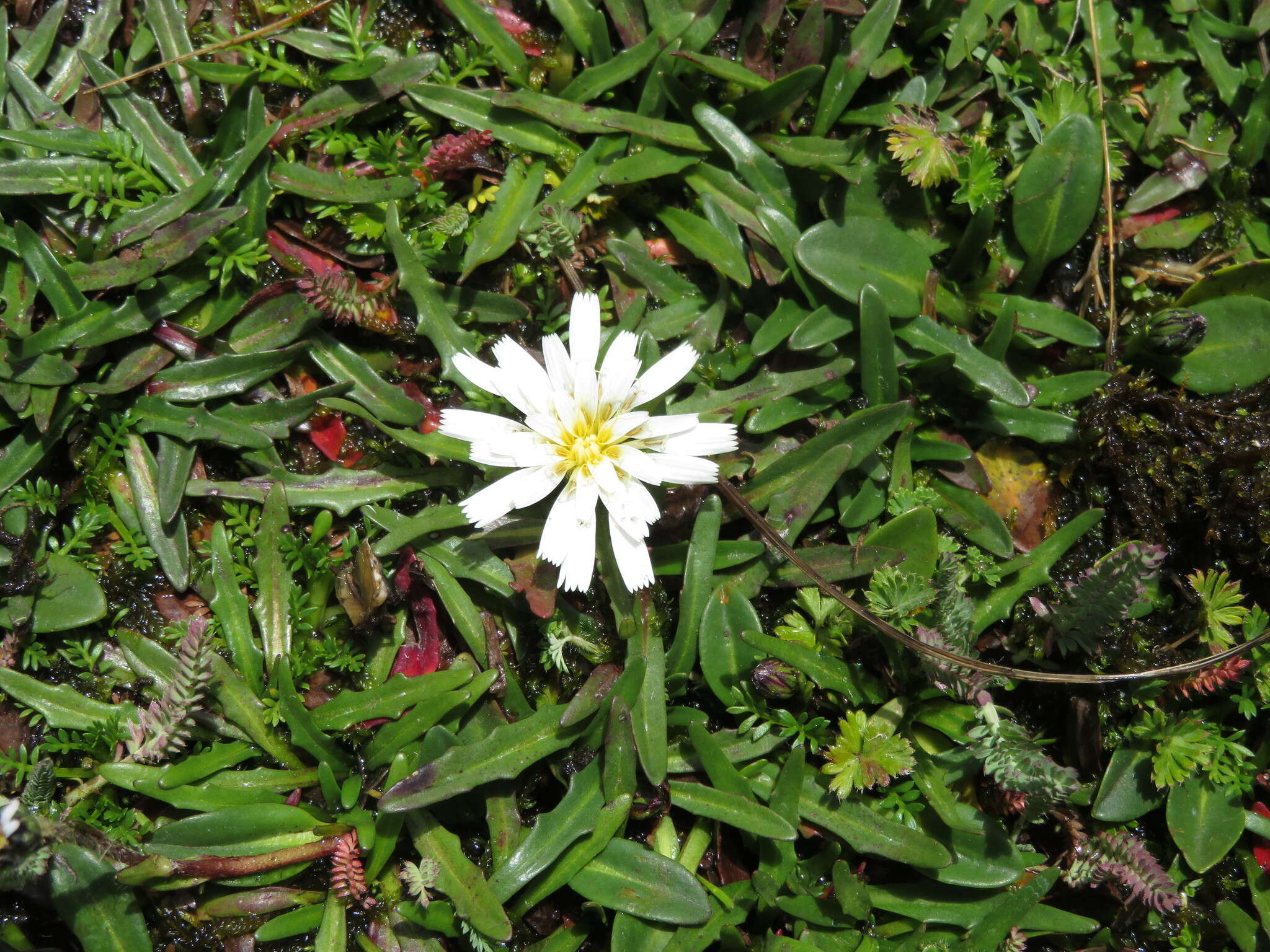 Image of Hypochaeris taraxacoides (Meyen & Walp.) Ball