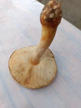 Image of Lepiota ochraceofulva P. D. Orton 1960