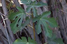 Imagem de Ficus carica L.