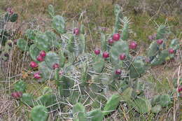 Opuntia rioplatense resmi