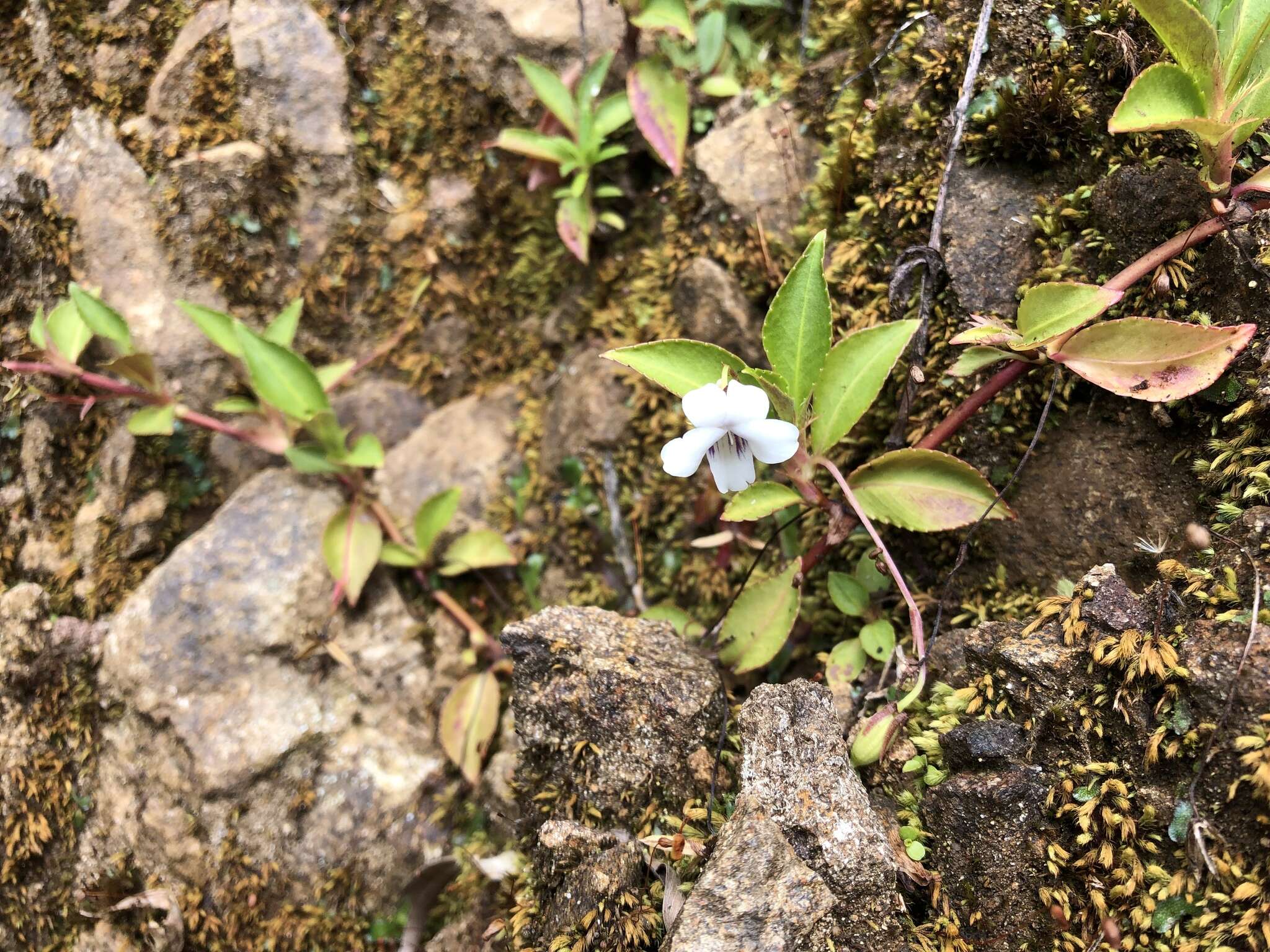 Image of Viola stipularis Sw.