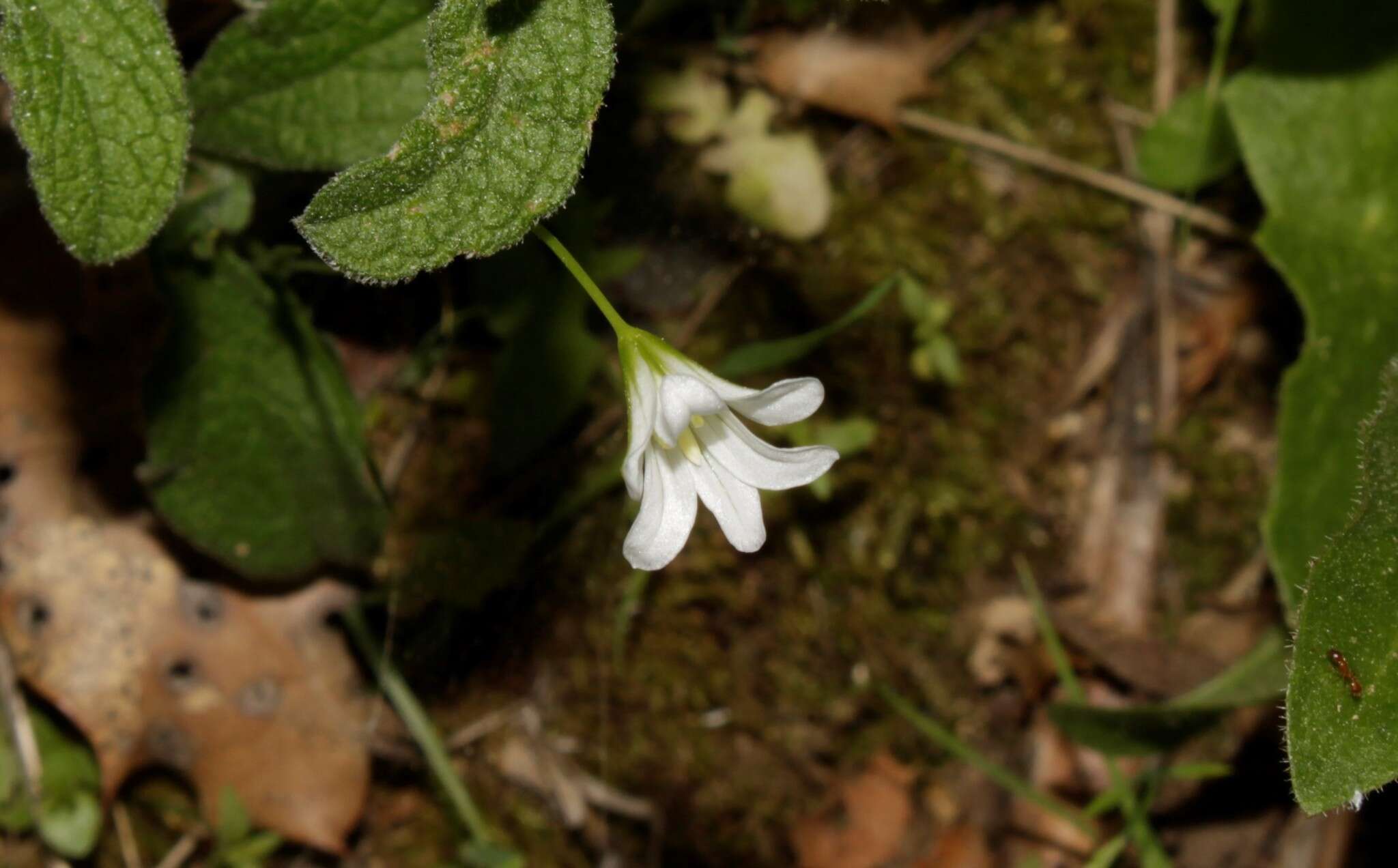 Sivun Gagea graeca (L.) Irmisch kuva