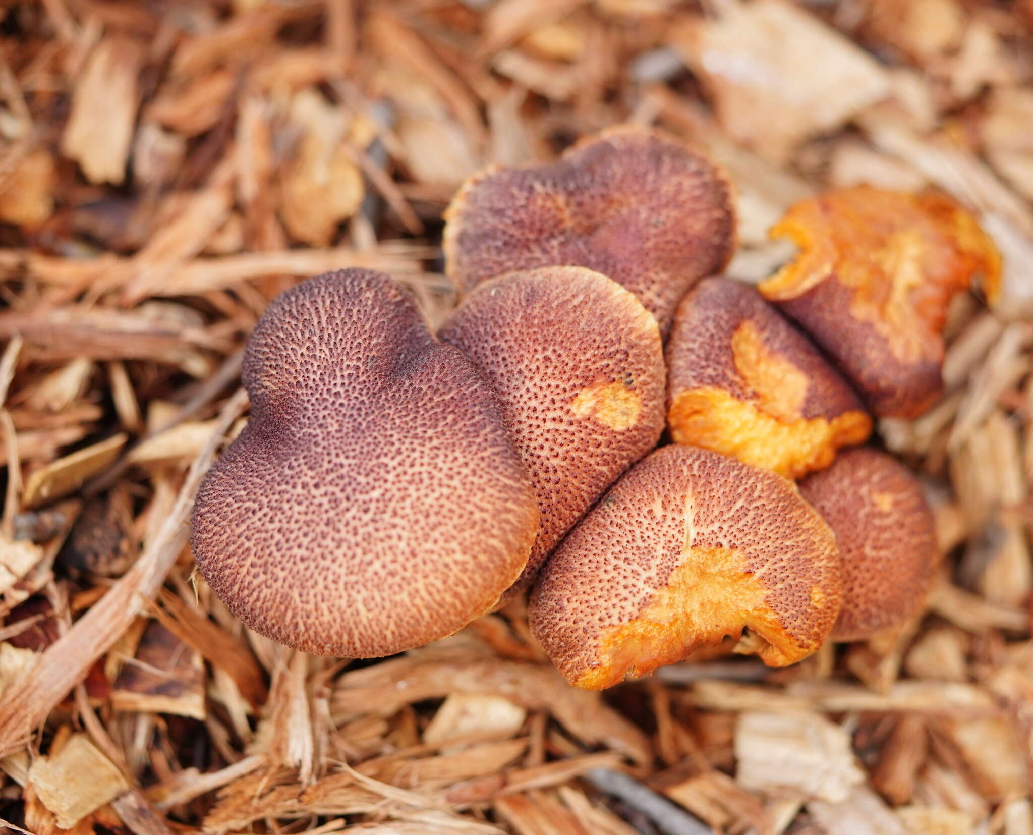 Image of Gymnopilus dilepis (Berk. & Broome) Singer 1951