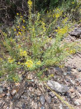 Image of Chiricahua Mountain Stinkweed