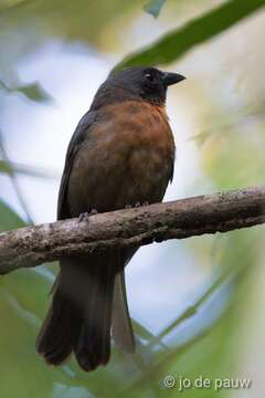 Image of Black-cheeked Ant Tanager