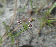 Image of Lesser Florida Spurge