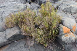 Image of Salicornia littorea (Moss) Piirainen & G. Kadereit