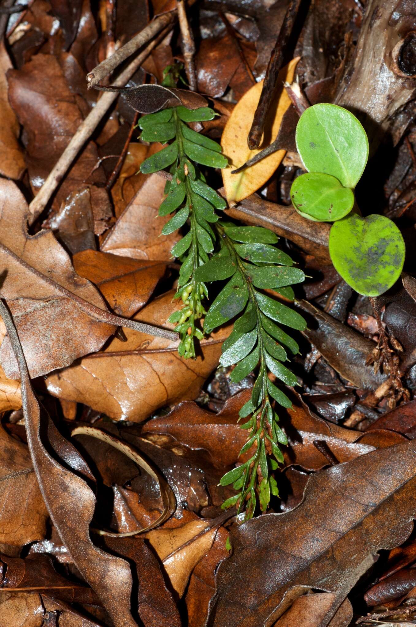 Image of Tmesipteris tannensis (Spreng.) Bernh.