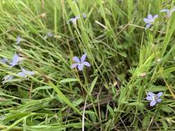 Plancia ëd Lobelia pratioides Benth.