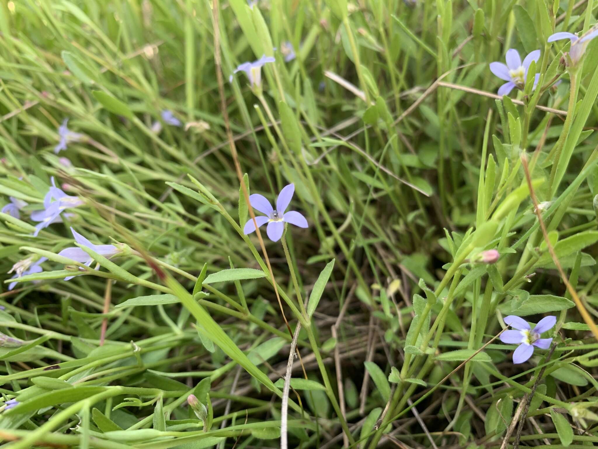 Image of Lobelia pratioides Benth.