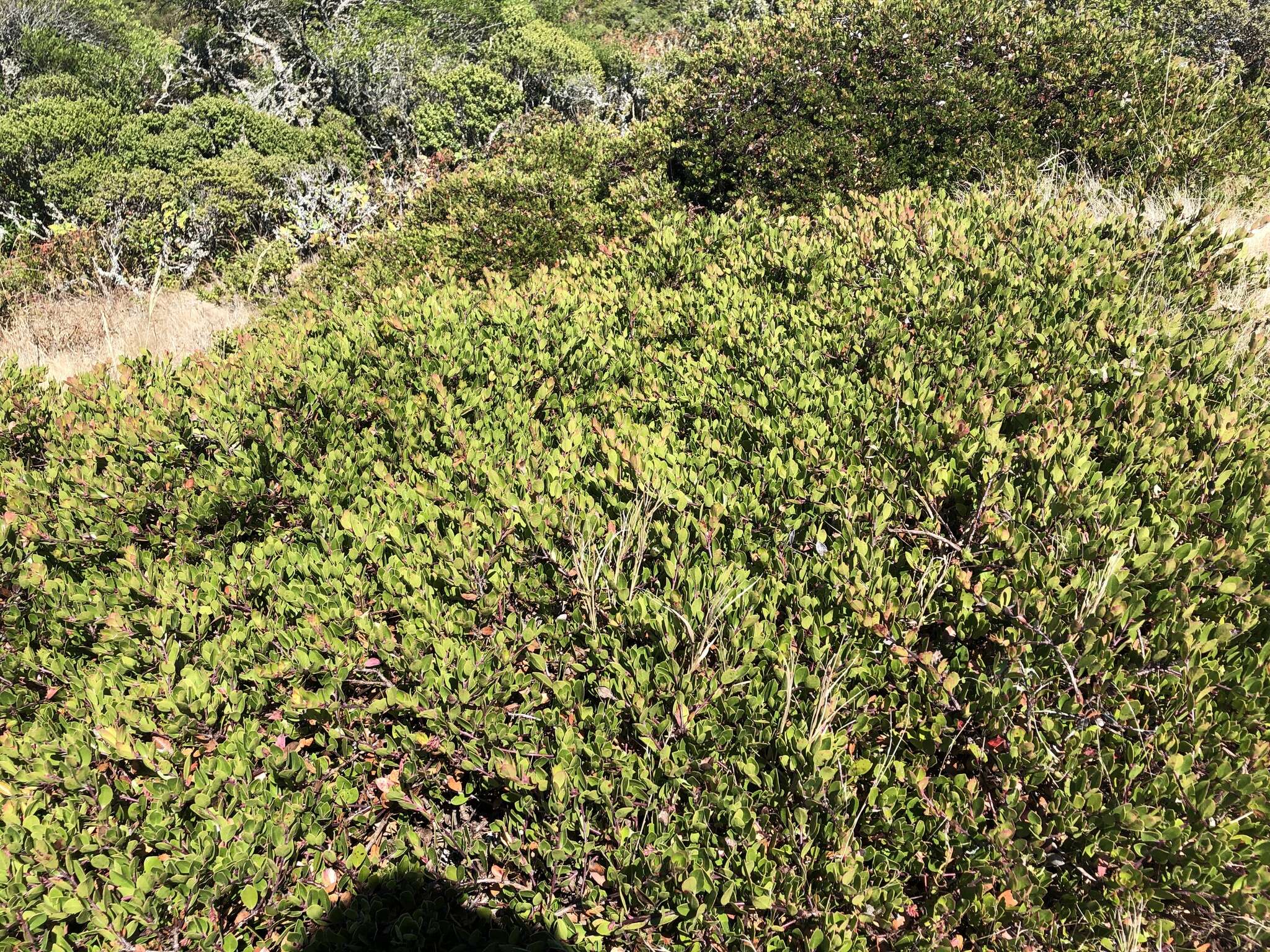 Image of Arctostaphylos uva-ursi subsp. uva-ursi