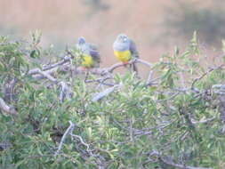Image of Bruce's Green-Pigeon