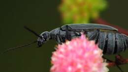 Image of Florida Blister Beetle